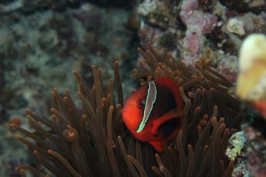 ハマクマノミ　暗め背景がお気に入り