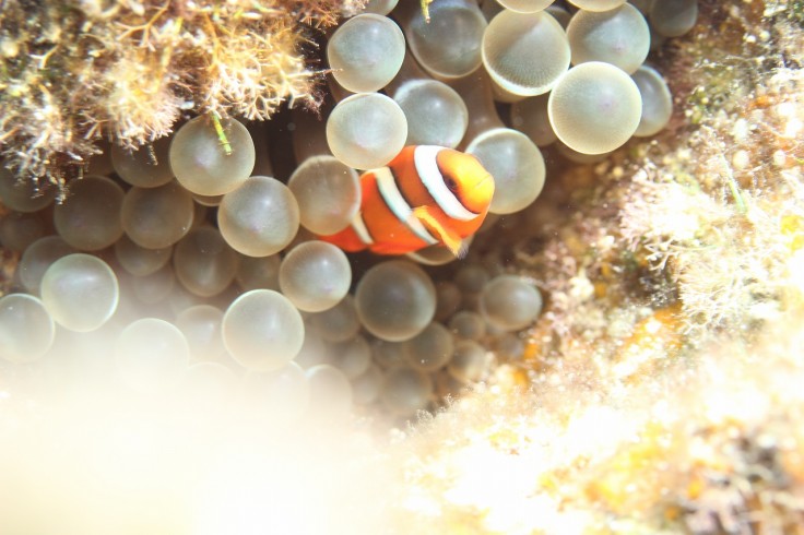 ハマクマノミ 幼魚 ダイビング 沖縄 慶良間