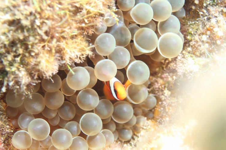 ハマクマノミ 幼魚 ダイビング 沖縄 慶良間