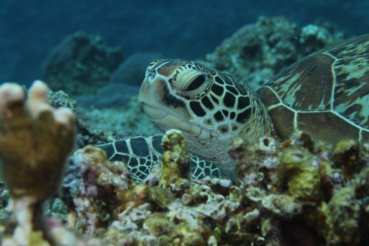 アオウミガメ タイマイ ダイビング 慶良間諸島 沖縄