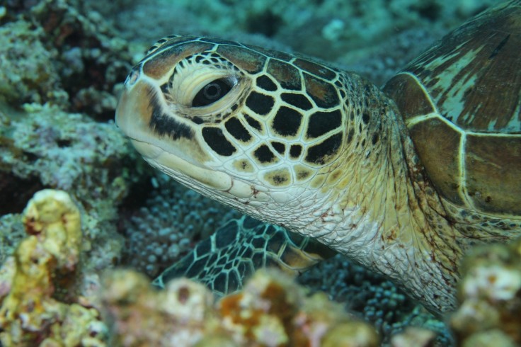 アオウミガメ タイマイ ダイビング 慶良間諸島 沖縄