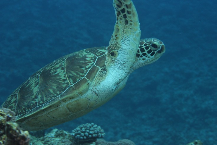 アオウミガメ タイマイ ダイビング 慶良間諸島 沖縄