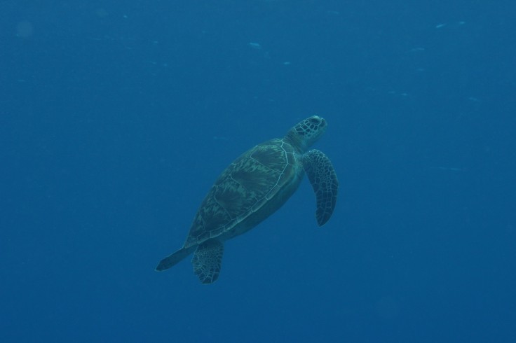 アオウミガメ タイマイ ダイビング 慶良間諸島 沖縄