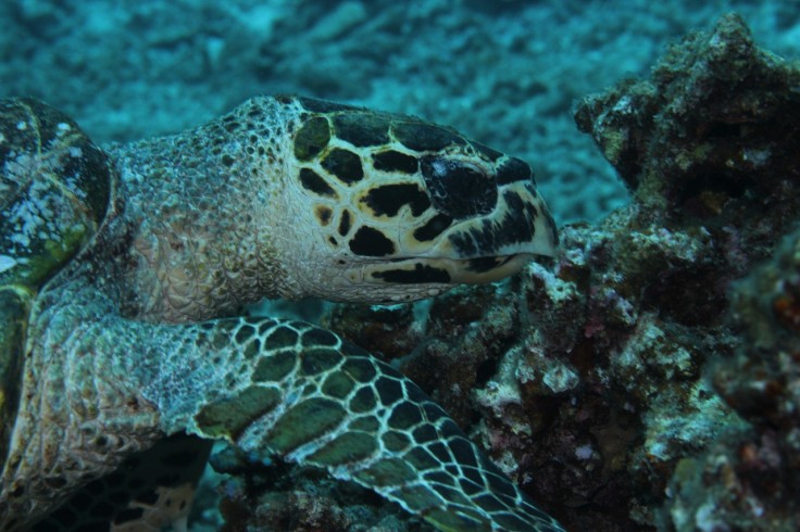 アオウミガメ タイマイ ダイビング 慶良間諸島 沖縄