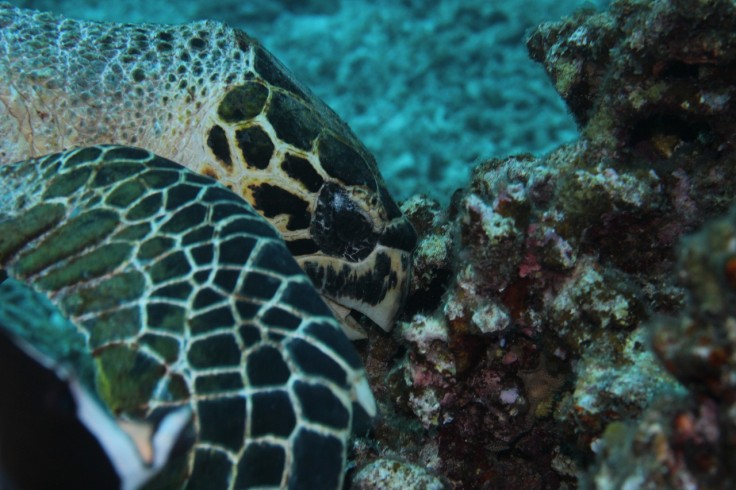 アオウミガメ タイマイ ダイビング 慶良間諸島 沖縄