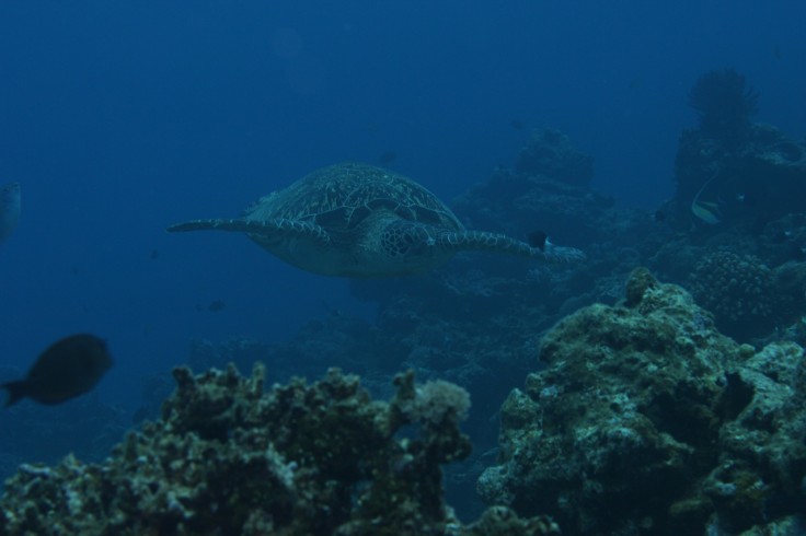 アオウミガメ タイマイ ダイビング 慶良間諸島 沖縄