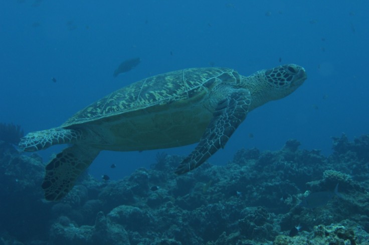 アオウミガメ タイマイ ダイビング 慶良間諸島 沖縄