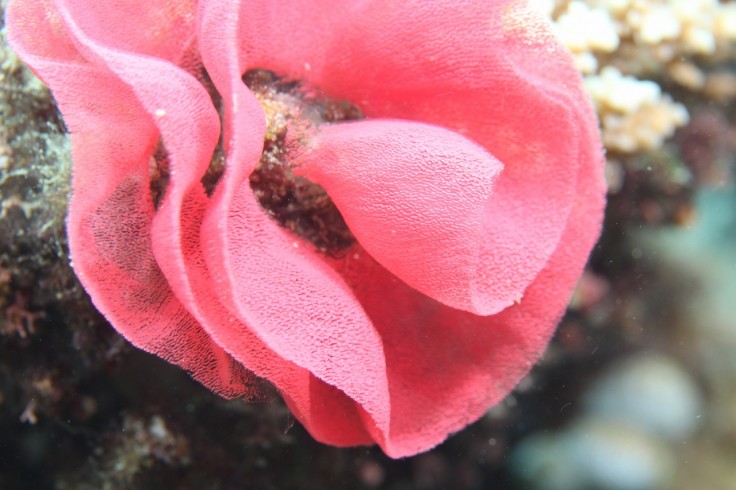 ウミウシの卵 お花みたい マジャ ダイビング 沖縄 慶良間