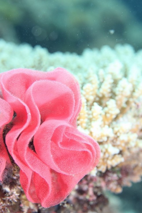 ウミウシの卵 お花みたい マジャ ダイビング 沖縄 慶良間