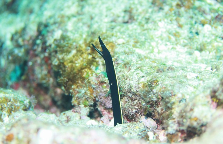 ハナヒゲウツボ幼魚　慶良間 ダイビング 沖縄