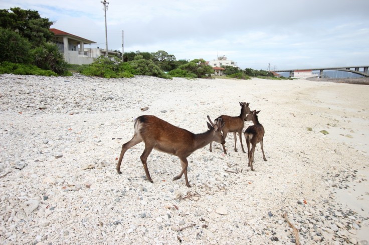 阿嘉島 ケラマジカ 天然記念物