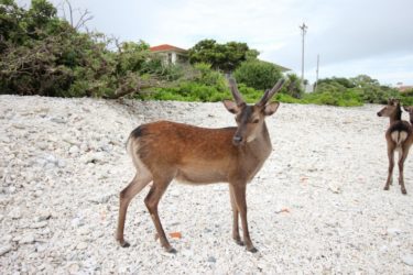 最近増えてきてる？ 阿嘉島のケラマジカ