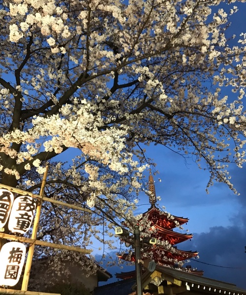 浅草 お花見