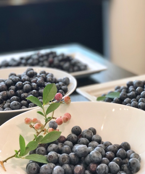 ブルーベリー ヨーグルト 朝食 採れたて 冷凍 美味しい